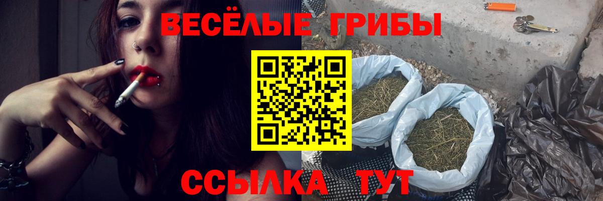 Галлюциногенные грибы Psilocybe Братск
